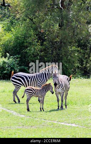 A family of Grant's Zebras at the Cape May County Zoo, Cape May Courthouse, New Jersey, USA Stock Photo