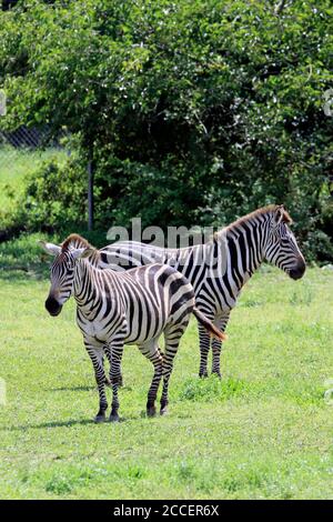 A male and female Grants Zebra standing together in the opon field. Cape May County Zoo, New Jersey, USA Stock Photo