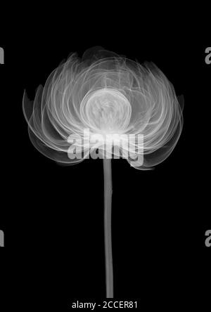 Peony flower (Paeonia officinalis), X-ray Stock Photo