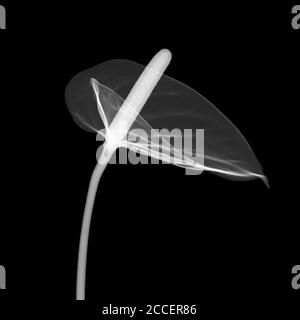 Flamingo flower (Anthurium sp.), X-ray Stock Photo