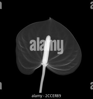 Flamingo flower (Anthurium sp.), X-ray Stock Photo