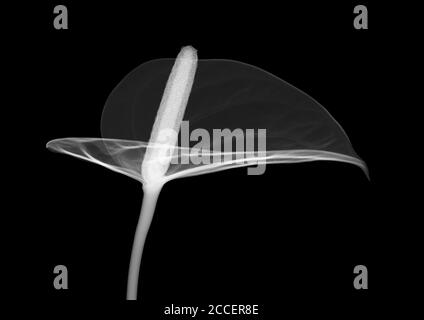 Flamingo flower (Anthurium sp.), X-ray Stock Photo