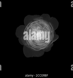 Old English rose, X-ray Stock Photo