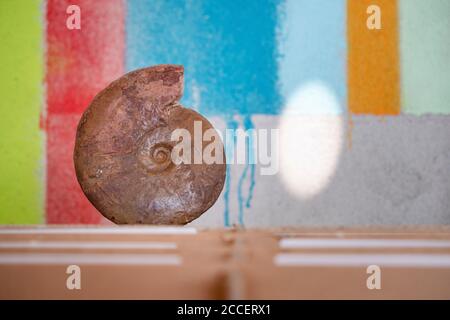 Petrified ammonite against a colorful striped wall Stock Photo
