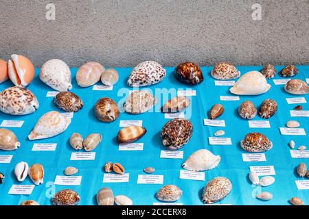Different shells with names are displayed in front of a plastered wall Stock Photo