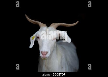 White goat looking straight ahead on black background Stock Photo