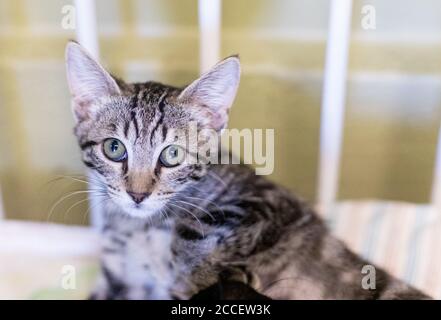 Silver Tabby Kitten Looking with Green Eyes Stock Photo