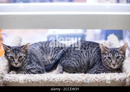 Twin Tabby Kittens or Young Cats On a Cat Tree Stock Photo