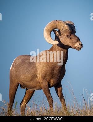 Majestic Bighorn Sheep Standing Guard Over His Territory Stock Photo