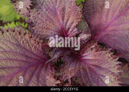 Close-up of red and green shiso leaves growing in a herb garden in Japan Stock Photo