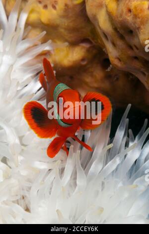 Wire Coral Shrimp on Black Coral, Pontonides unciger, Kimbe Bay, New Britain, Papua New Guinea Stock Photo