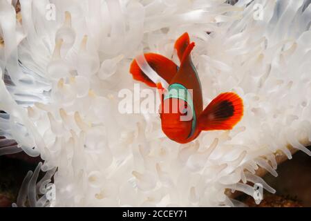 Pink anemonefish in Sea anemone, Amphiprion perideraion, Kimbe Bay, New Britain, Papua New Guinea Stock Photo