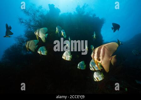 Fusiliers over Coral Reef, New Ireland, Papua New Guinea Stock Photo