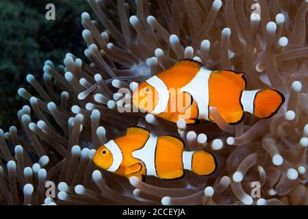 Blue Starfish on Coral, Linckia laevigata, New Ireland, Papua New Guinea Stock Photo