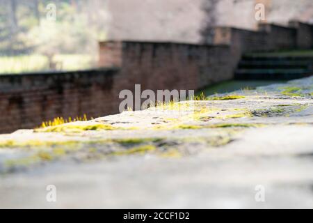 Spain, Granada, Alhambra, garden, wall, moss, macro shot Stock Photo