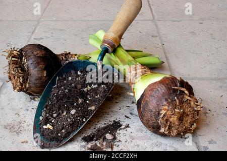 Two amaryllis garden bulbs with trowel and dirt ready to be planted Stock Photo