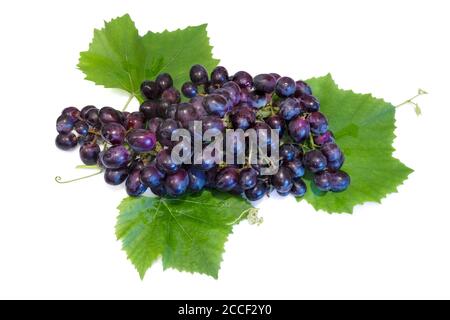 Fresh black grapes and grape leaves, isolated on white background Stock Photo