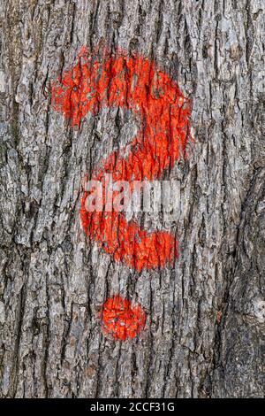 Highlighted tree, question mark Stock Photo