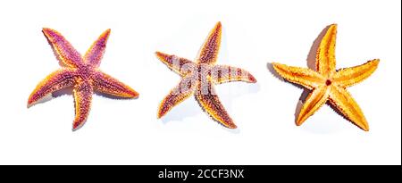 Three starfish on a white background Stock Photo