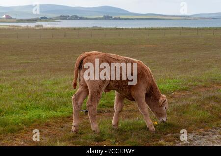 Closeup of a light brown sheep grazing in a field at a farm in Orkney, Kirkwall, Scotland, UK Stock Photo