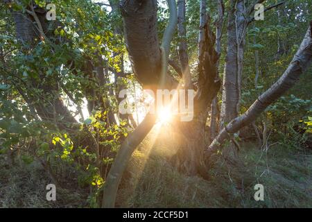 Sun shines between two trees in the forest Stock Photo