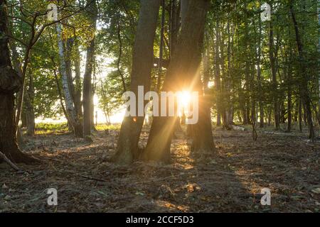 Evening sun shines between two trees in the forest Stock Photo