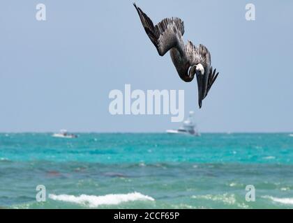 The Brown Pelican is a stunning bird. Stock Photo