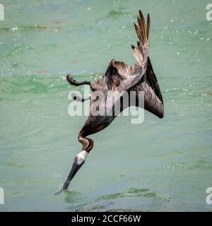 The Brown Pelican is a stunning bird. Stock Photo