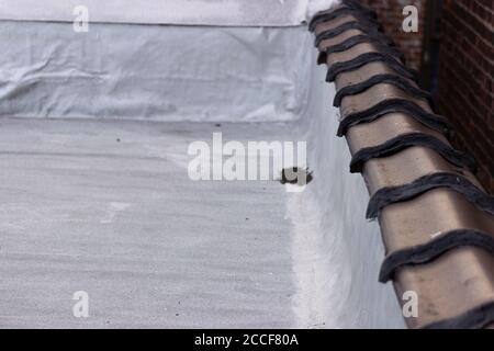 Painted terra cotta tiles, gaps filled with caulk and tar, on a 1920s era rooftop in the Bronx. Stock Photo