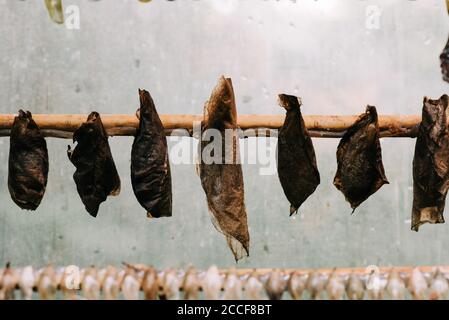 butterfly cocoon chrysalis in a butterfly house Stock Photo