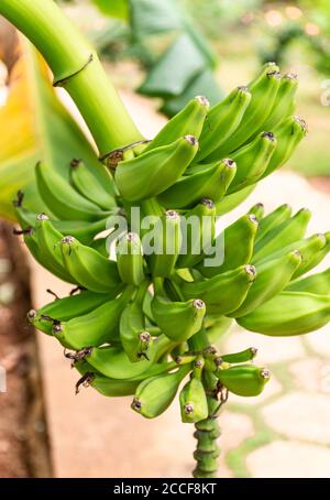 Banana bunch, dessert banana, Musa paradisiaca, Cuba, family Banana Family, Stock Photo