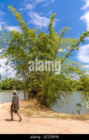 Native man, Bamboo (Bambusoideae), Ivoloina River, Taomasina, Tamatave, Madagascar, Africa, Indian Ocean Stock Photo