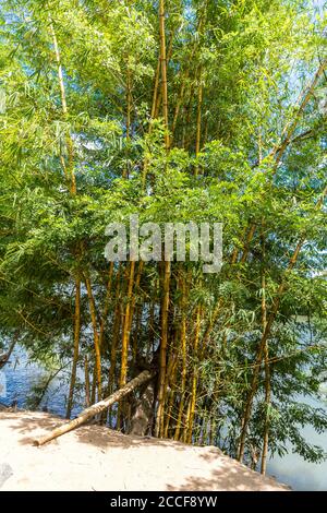 Bamboo, (Bambusoideae), Ivoloina River, Taomasina, Tamatave, Madagascar, Africa, Indian Ocean Stock Photo