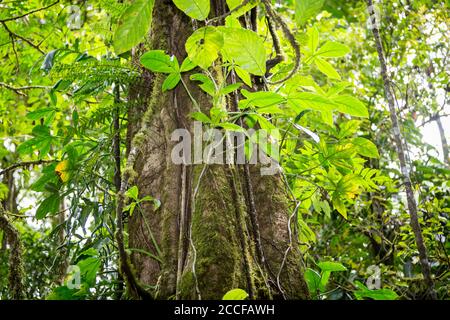 rainforest tree with vines competing for light, water and nitrogen, Sensoria, tropical rainforest reserve, Rincon de la Vieja, Provincia de Alajuela, Stock Photo