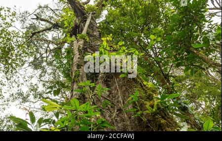 rainforest tree with vines competing for light, water and nitrogen, Sensoria, tropical rainforest reserve, Rincon de la Vieja, Provincia de Alajuela, Stock Photo