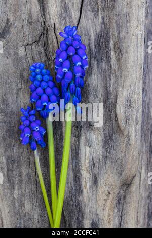 Grape hyacinth, blossom, lie on a wooden background, floral still life Stock Photo