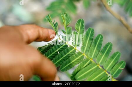 Mimosa pudica, also called humble plant Stock Photo - Alamy