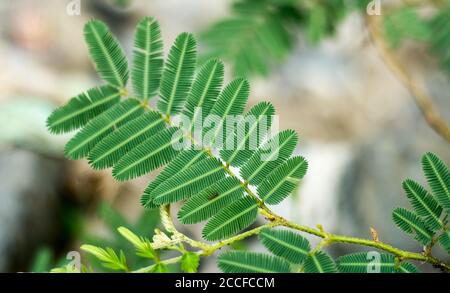 Mimosa pudica, also called humble plant. Stock Photo