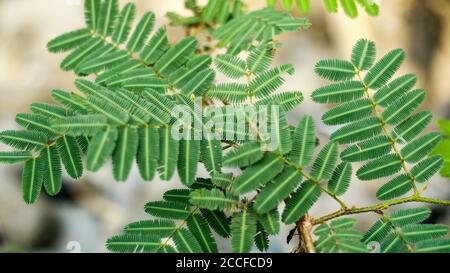 Mimosa pudica, also called humble plant. Stock Photo