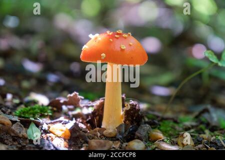 Orange mushroom with spots on the forest floor Stock Photo