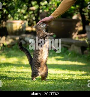 pet owner stroking happy tabby cat outdoors in garden Stock Photo
