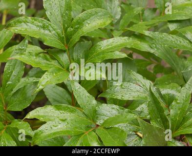 Beautiful peony leaves with drops of water on them. Background Image Stock Photo