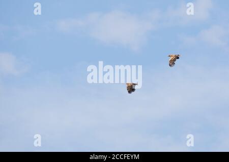 White-tailed Eagle, Haliaeetus albicilla, in flight, juvenile, two Stock Photo