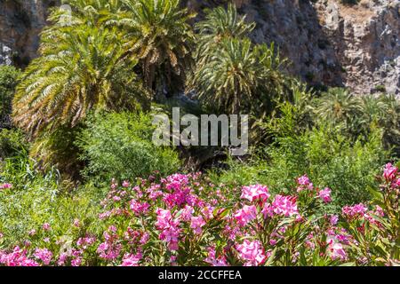 Palm grove on the river behind the palm beach of Preveli in bloom, central Crete, Greece Stock Photo
