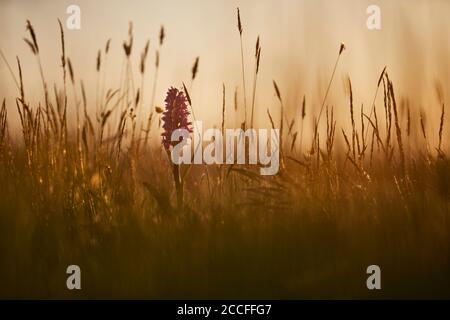 Broad-leaved orchid, Dactylorhiza majalis, meadow Stock Photo