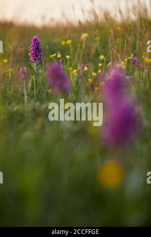 Broad-leaved orchid, Dactylorhiza majalis, meadow Stock Photo