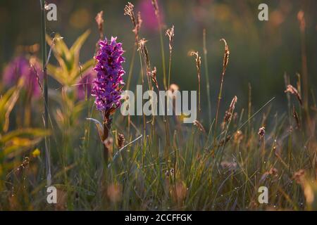 Broad-leaved orchid, Dactylorhiza majalis, meadow Stock Photo