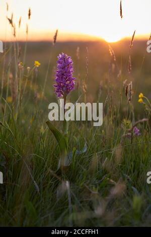 Broad-leaved orchid, Dactylorhiza majalis, meadow Stock Photo