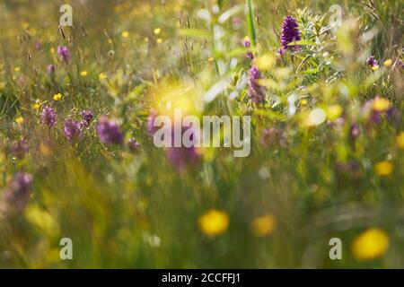 Broad-leaved orchid, Dactylorhiza majalis, meadow Stock Photo