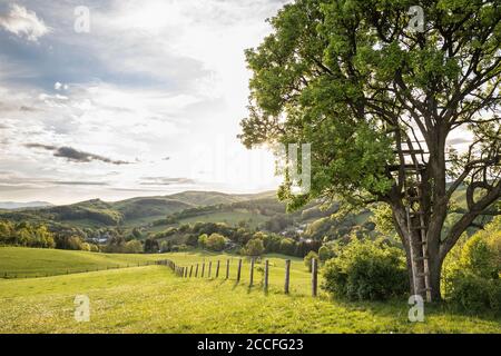 Tree in backlight with a view of the hilly landscape of the Vienna Woods, Breitenfurt near Vienna, Mödling District, Lower Austria, Austria Stock Photo